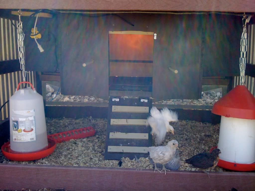 Brand New Bantam Chicken Coop BackYard Chickens Learn How to Raise