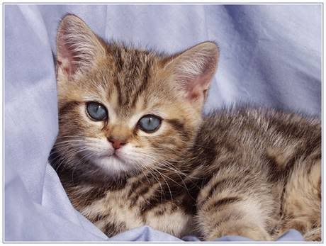 pictures of kittens and cats. girlfriend kitten kittens cat