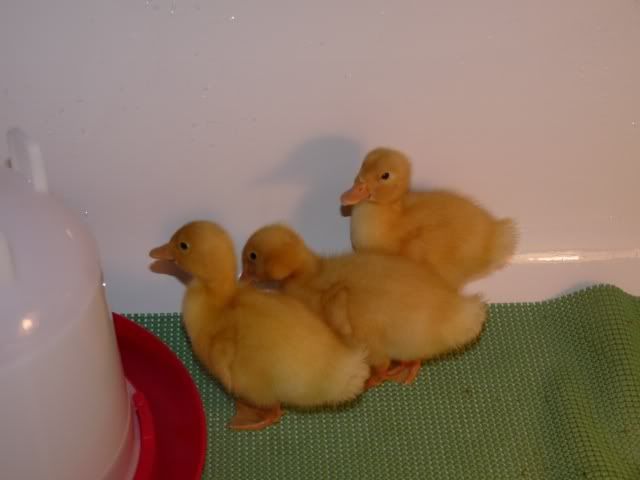 The yellow, fuzzy stinkies........ - Poultry