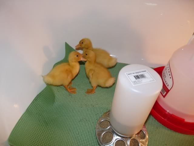 The yellow, fuzzy stinkies........ - Poultry