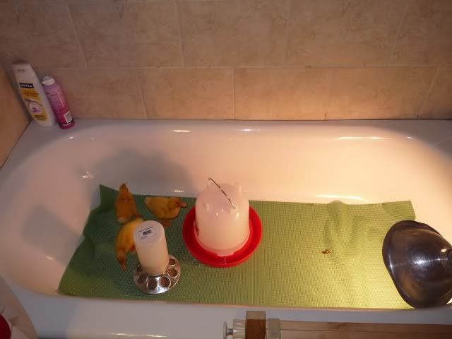 The yellow, fuzzy stinkies........ - Poultry