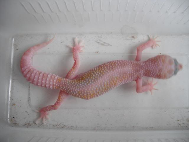 SE England Dreamsicle for sale!!! (leopard gecko) - Reptile Forums