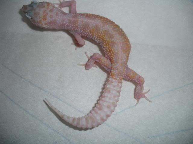 SE England Dreamsicle leopard gecko reduced price - Reptile Forums