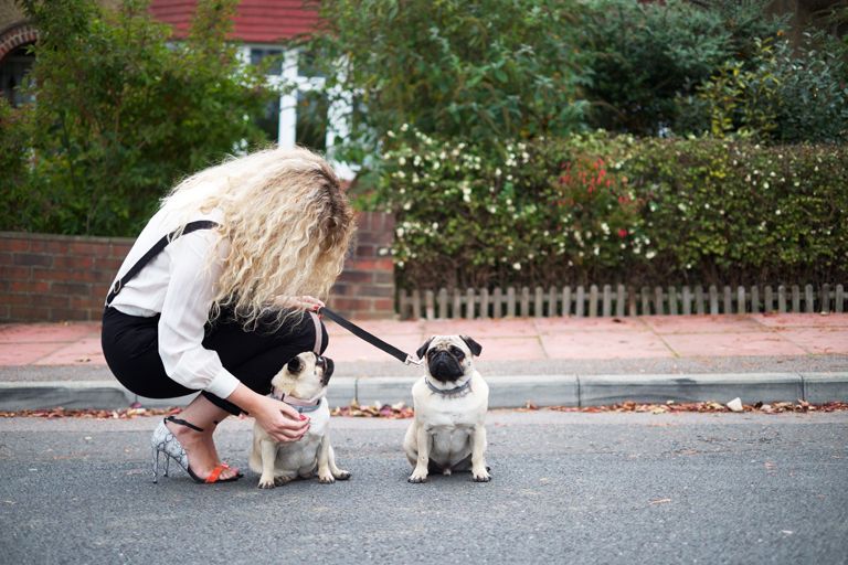  photo cute pugs_zpswbvd10sy.jpg