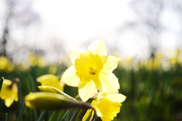  photo daffodil close up_zpsoso8gkz3.jpg