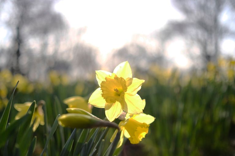  photo daffodils liverpool sefton park_zps3ixt788p.jpg
