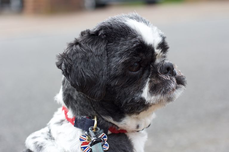  photo shih tzu captain bob_zpsrsj12zwk.jpg