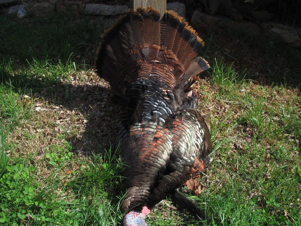 2011TURKEYSEASON003.jpg