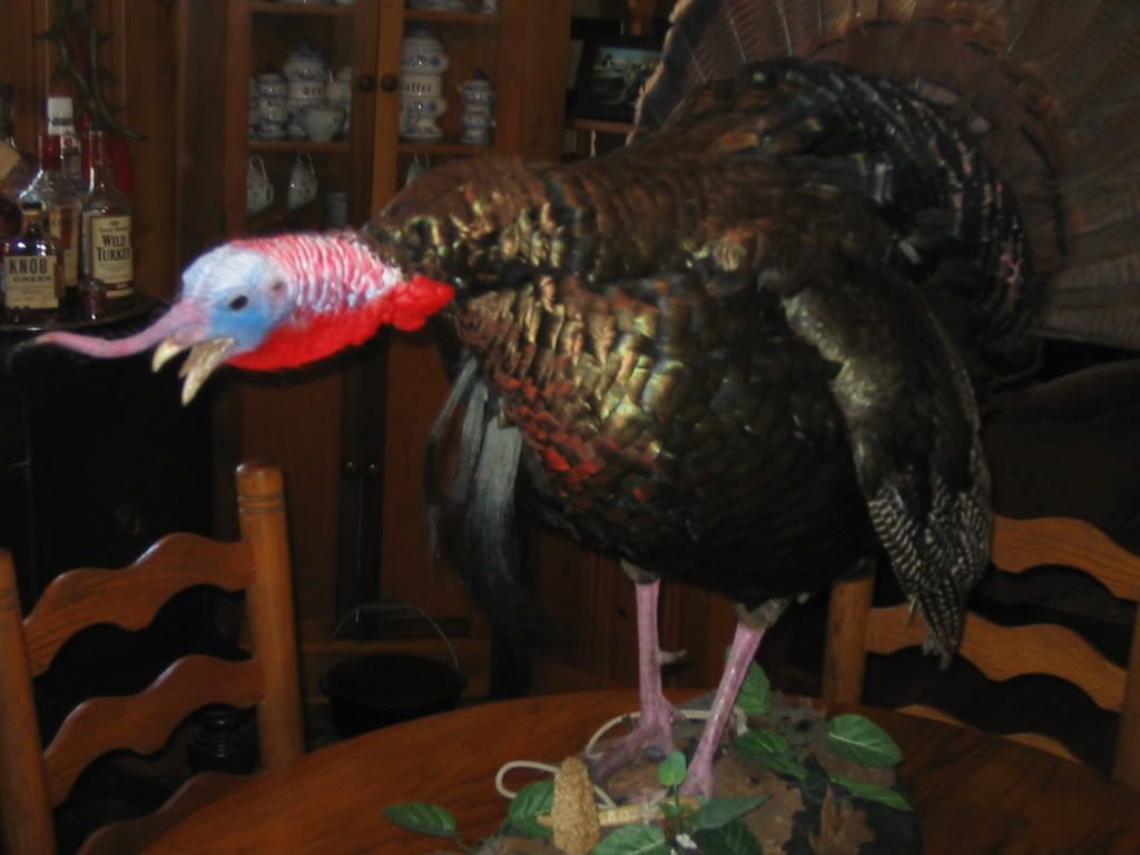 turkeys003.jpg