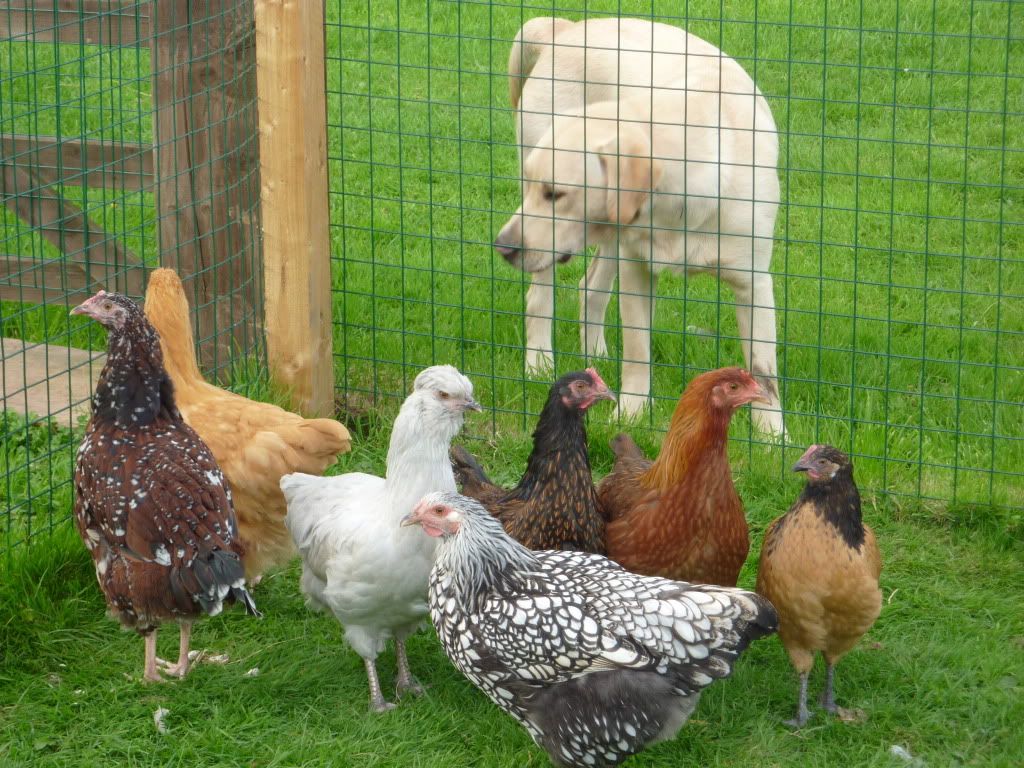 Goose inspecting the Girls