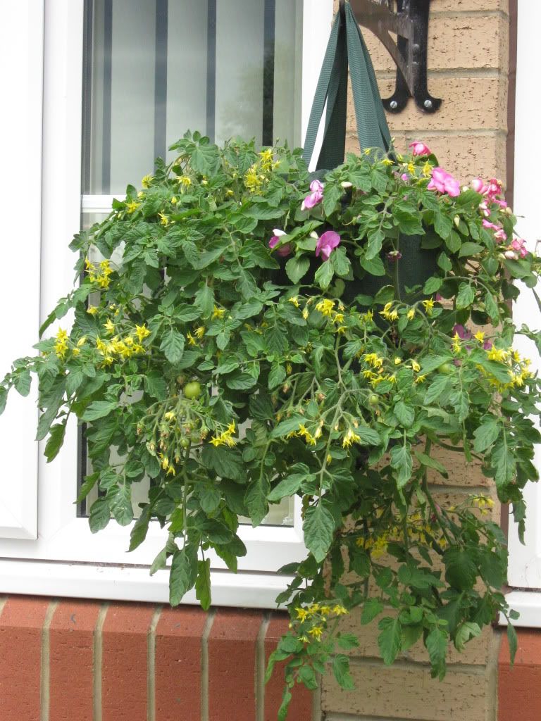 http://i826.photobucket.com/albums/zz184/rainjustlearning/Hanging%20Baskets%202010/IMG_0110.jpg