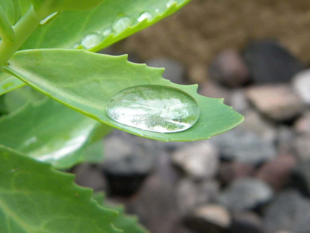 droplet photo: droplet DSCN3763.jpg