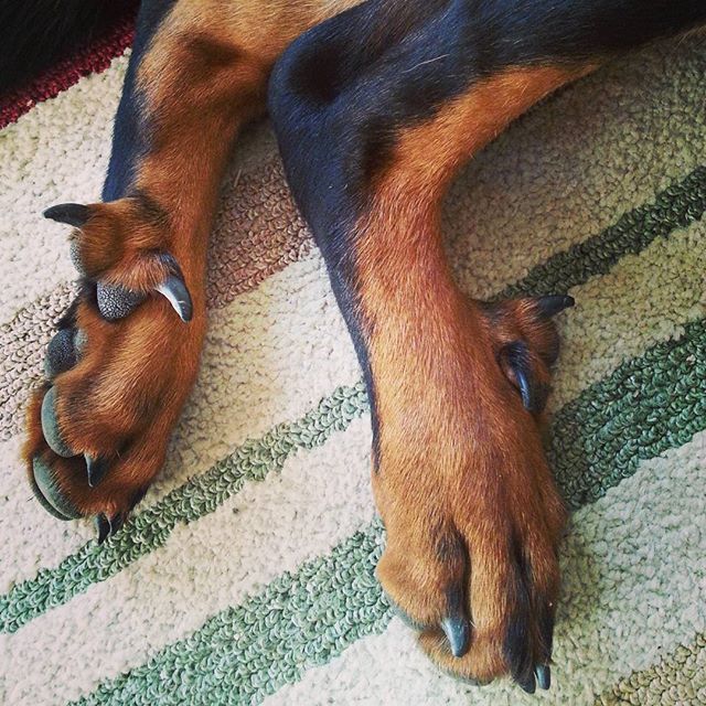 Dew claws. To remove or not to remove