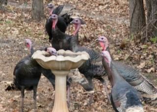  photo imagejpg1_zps59d218ba.jpg