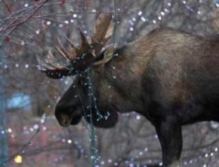  photo imagejpg1_zpsd2ba0ef2.jpg