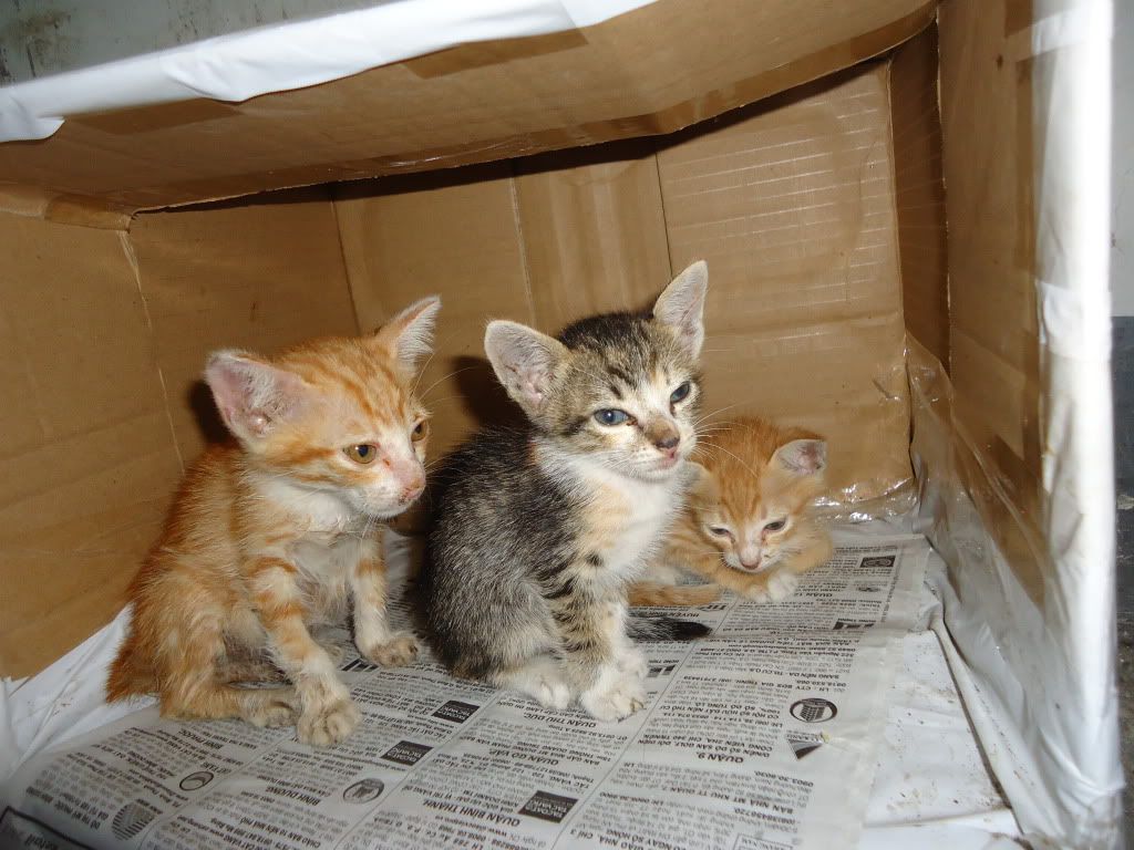 Mấy chục bé mèo cần tìm chủ và mái ấm riêng - 4