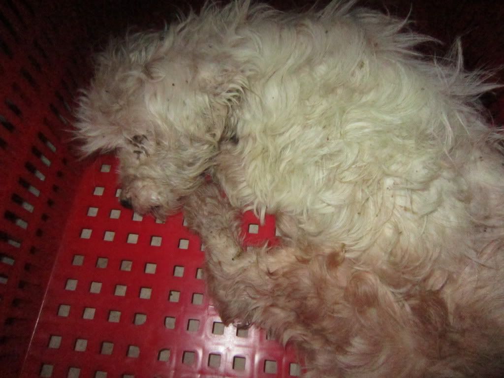 Một chú chó bị bỏ rơi đang cần cưu mang - 10