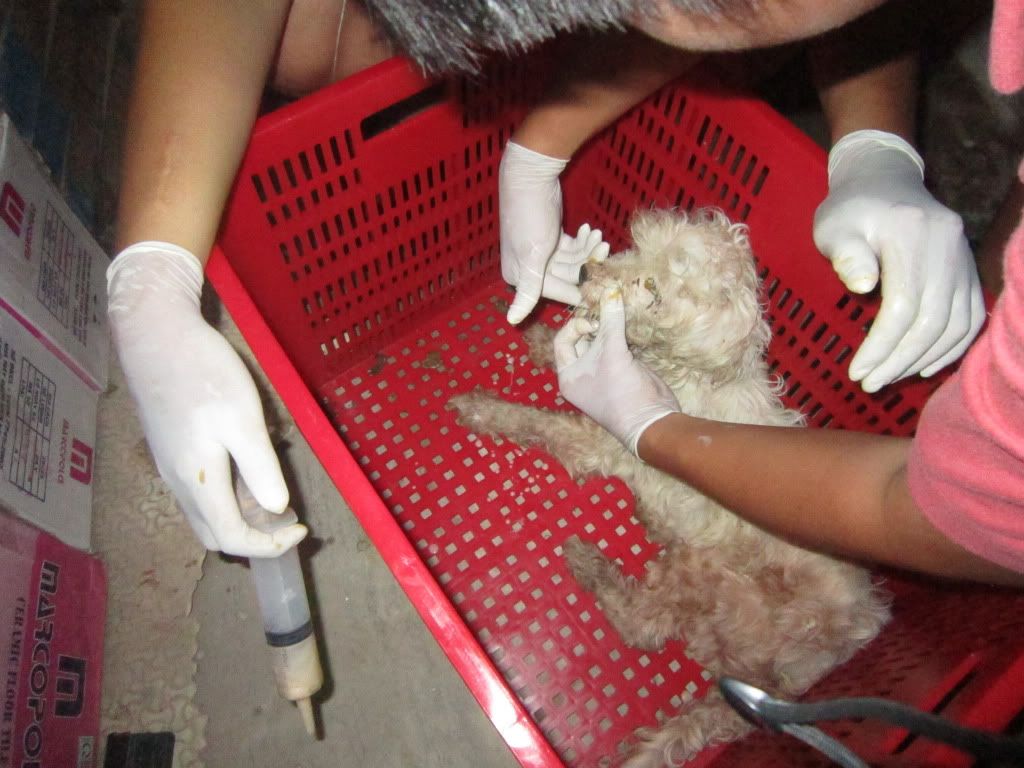 Một chú chó bị bỏ rơi đang cần cưu mang - 6