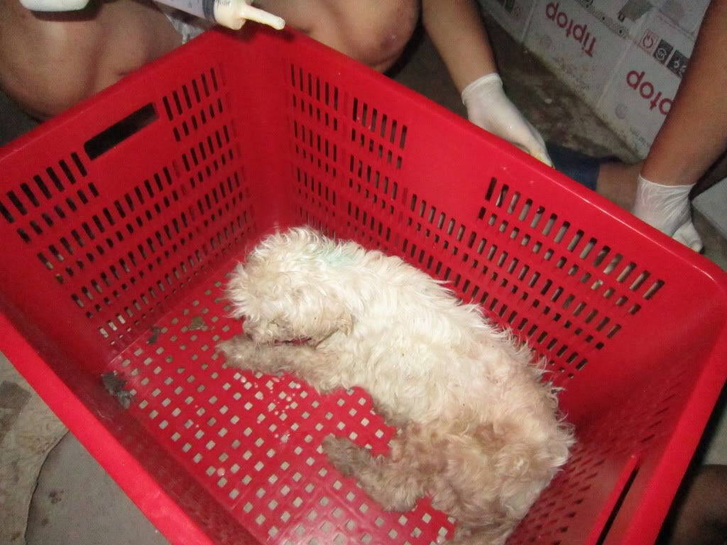 Một chú chó bị bỏ rơi đang cần cưu mang - 7