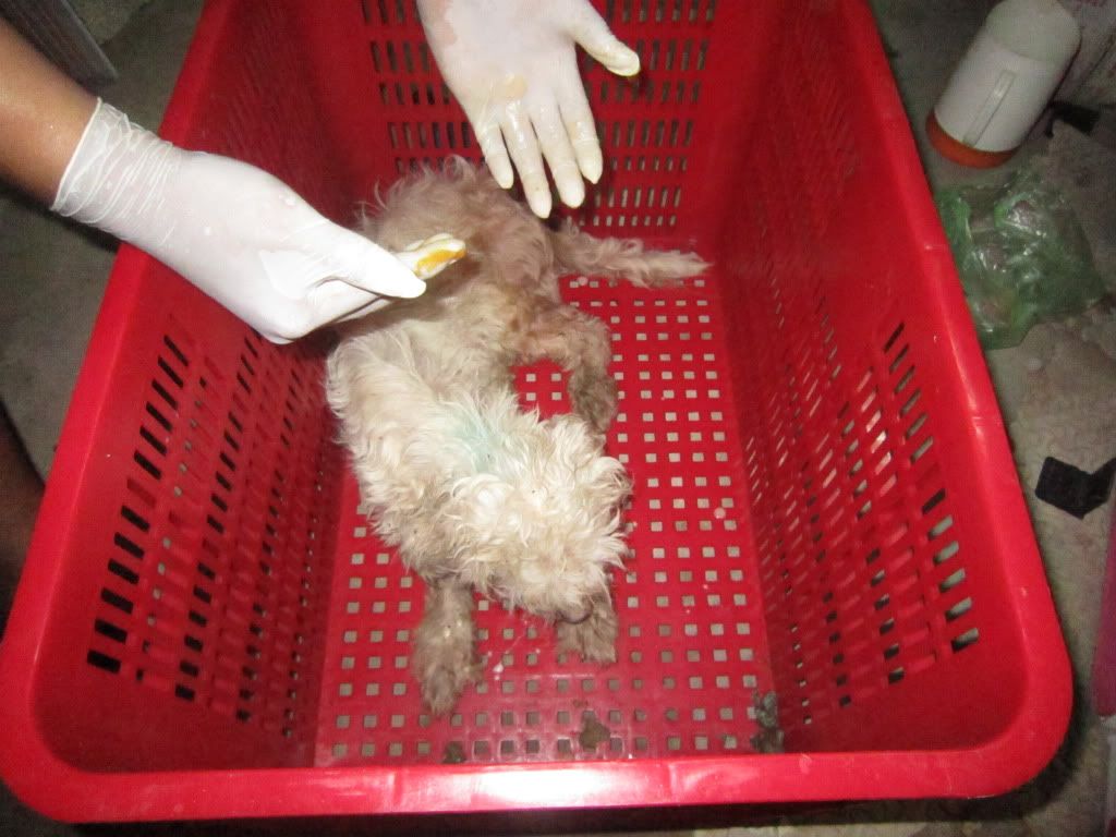 Một chú chó bị bỏ rơi đang cần cưu mang - 8