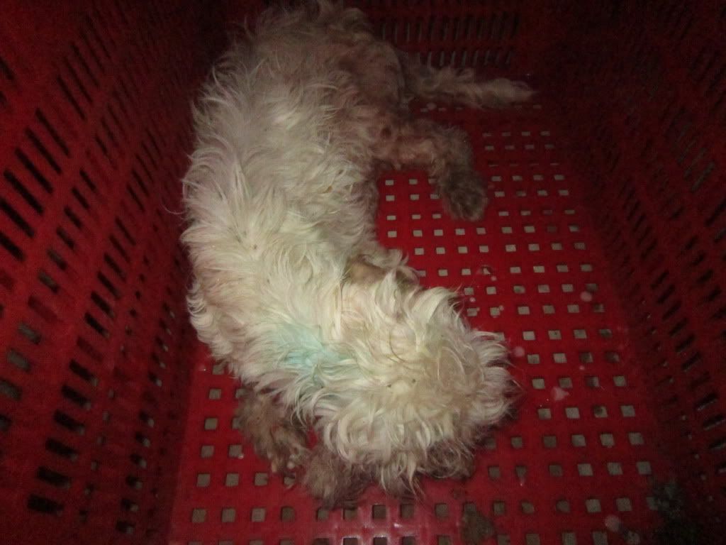 Một chú chó bị bỏ rơi đang cần cưu mang - 9