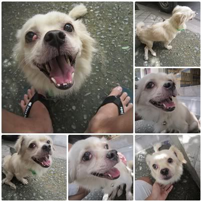 Cần tìm chỗ ở cho chú Cún bị liệt 2 chân sau :( - 2