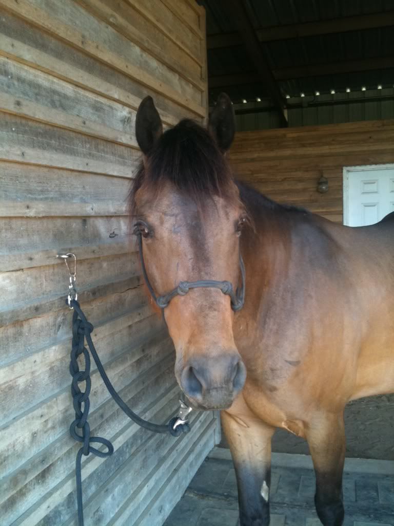 pleasure horse forum pleasure horse forum
