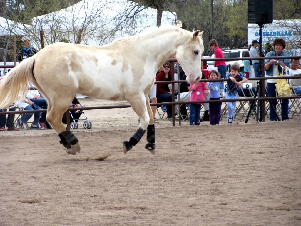 Clydesdale Paint Cross