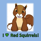 th_redsquirrel.png