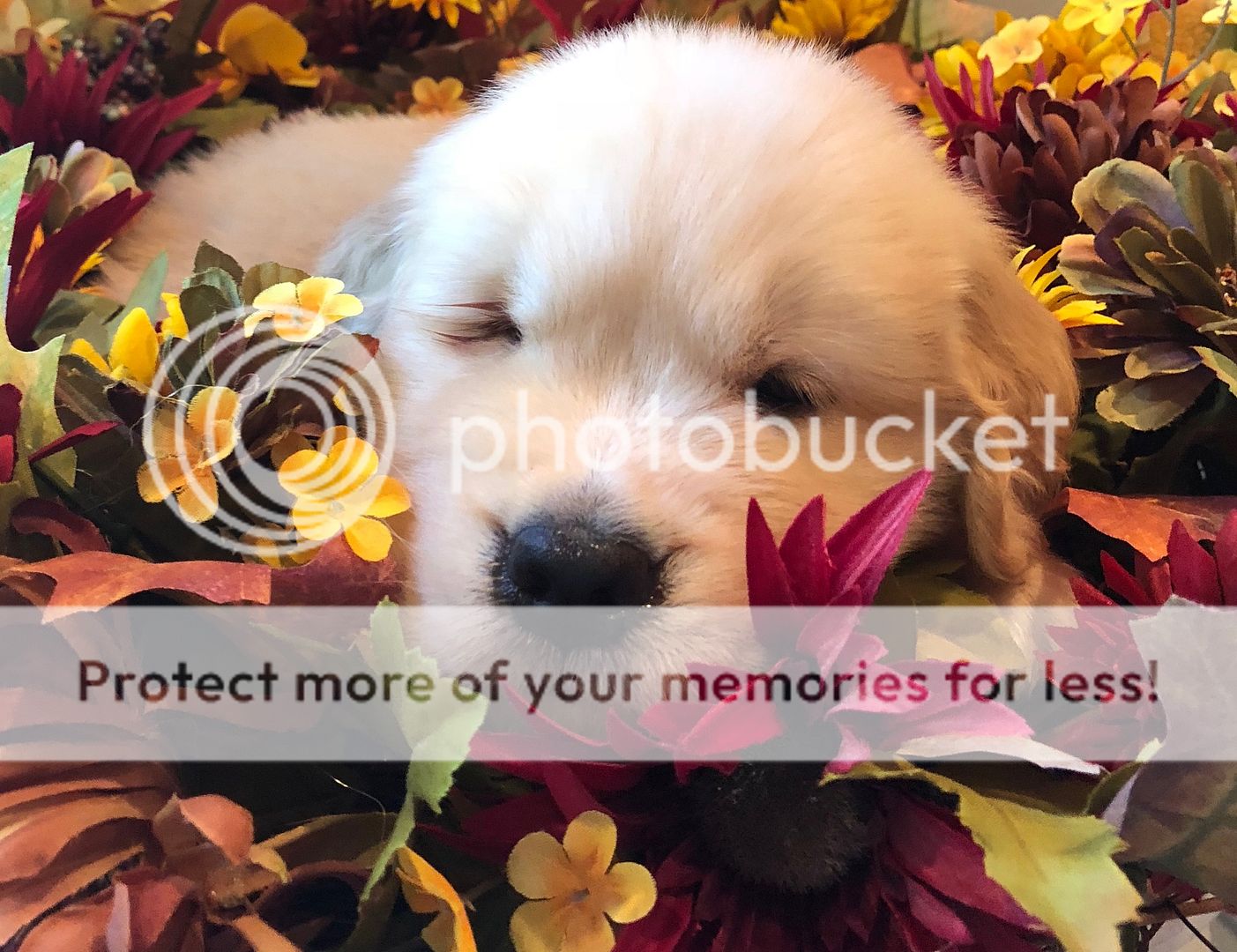 Photobucket - Video and Image Hosting